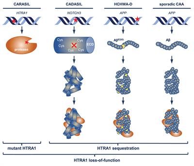 The emerging role of the HTRA1 protease in brain microvascular disease